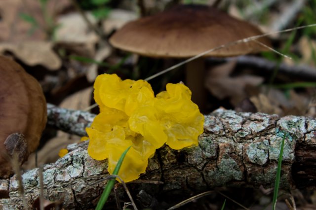 3Tremella Meseterica-10